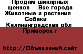 Продам шикарных щенков  - Все города Животные и растения » Собаки   . Калининградская обл.,Приморск г.